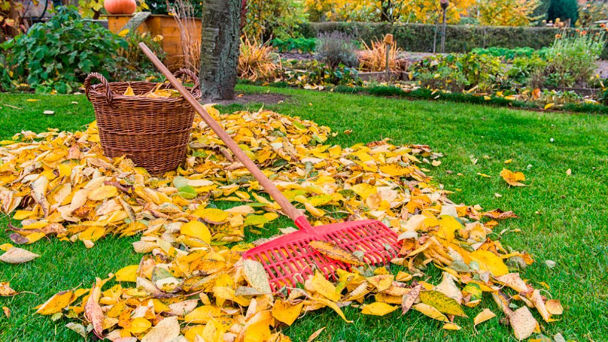 Як захистити дерева від заморозків восени Як захистити дерева від заморозків восени