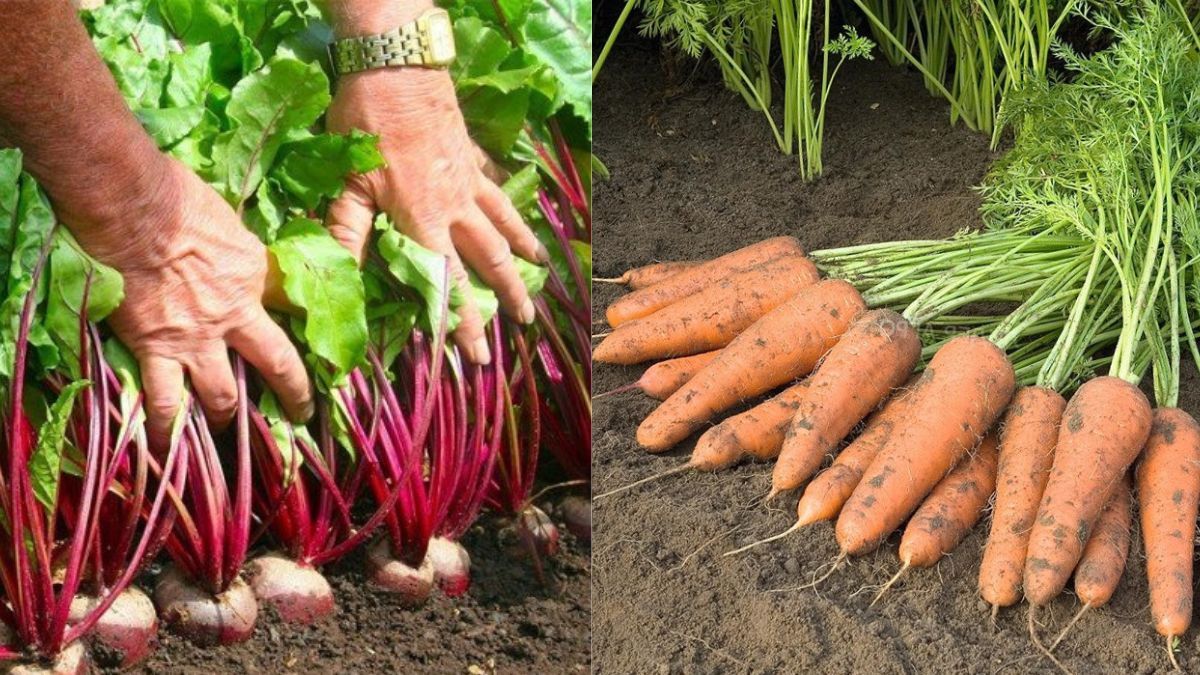 Когда нужно выкопать морковь и свёклу