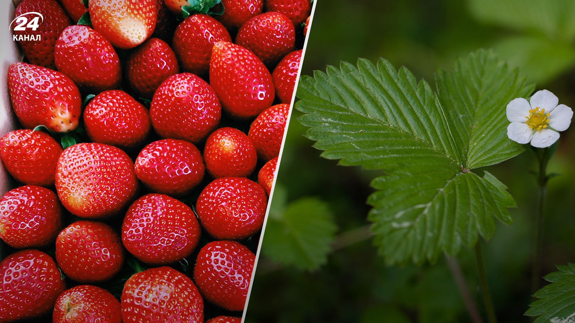 Выращивание клубники - Lifestyle 24 Выращивание клубники - Lifestyle 24