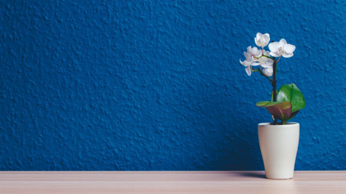 Чем подкормить орхидеи для цветения Чем подкормить орхидеи для цветения