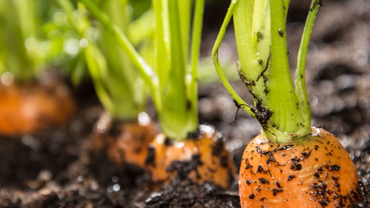 Після яких рослин треба садити моркву Після яких рослин треба садити моркву
