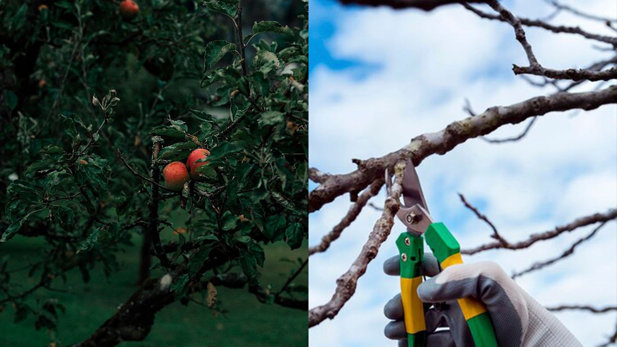 Чи можна обрізати яблуню восени - Lifestyle 24