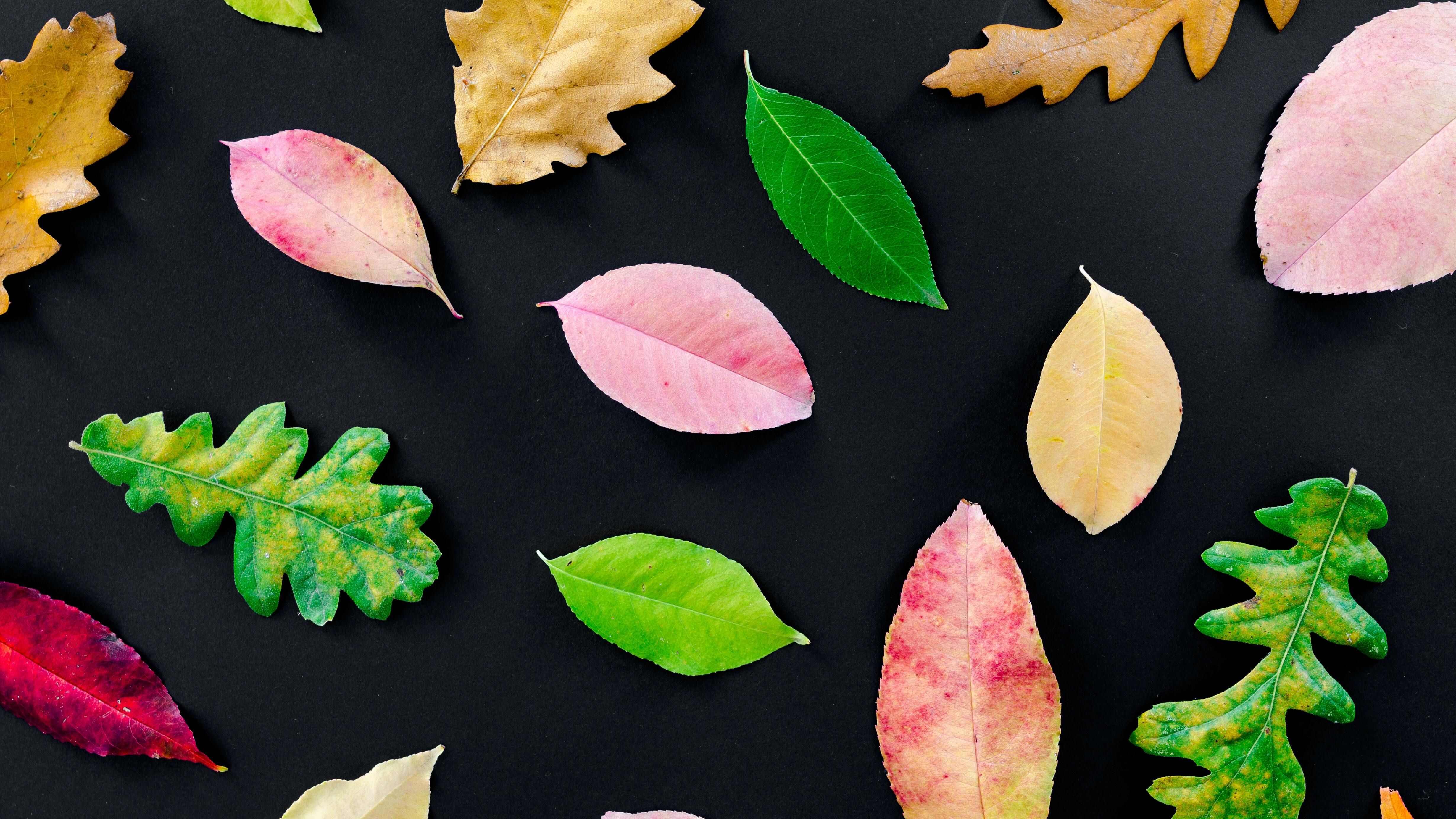 Яке свято 20 жовтня Яке свято 20 жовтня