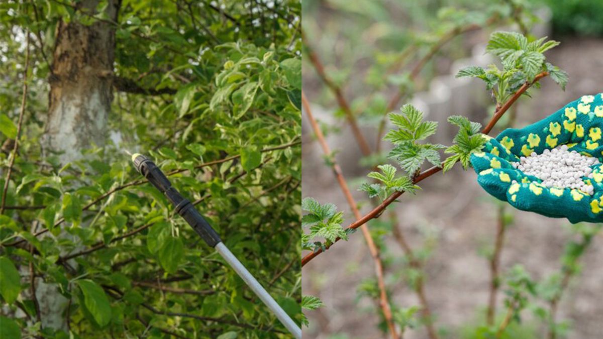 Чем обработать сад на зиму - Lifestyle 24 Чем обработать сад на зиму - Lifestyle 24