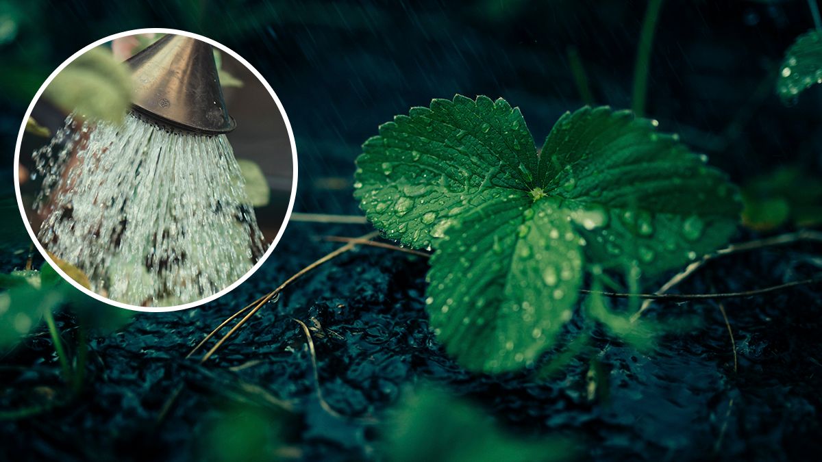 Клубника - Lifestyle 24 Клубника - Lifestyle 24