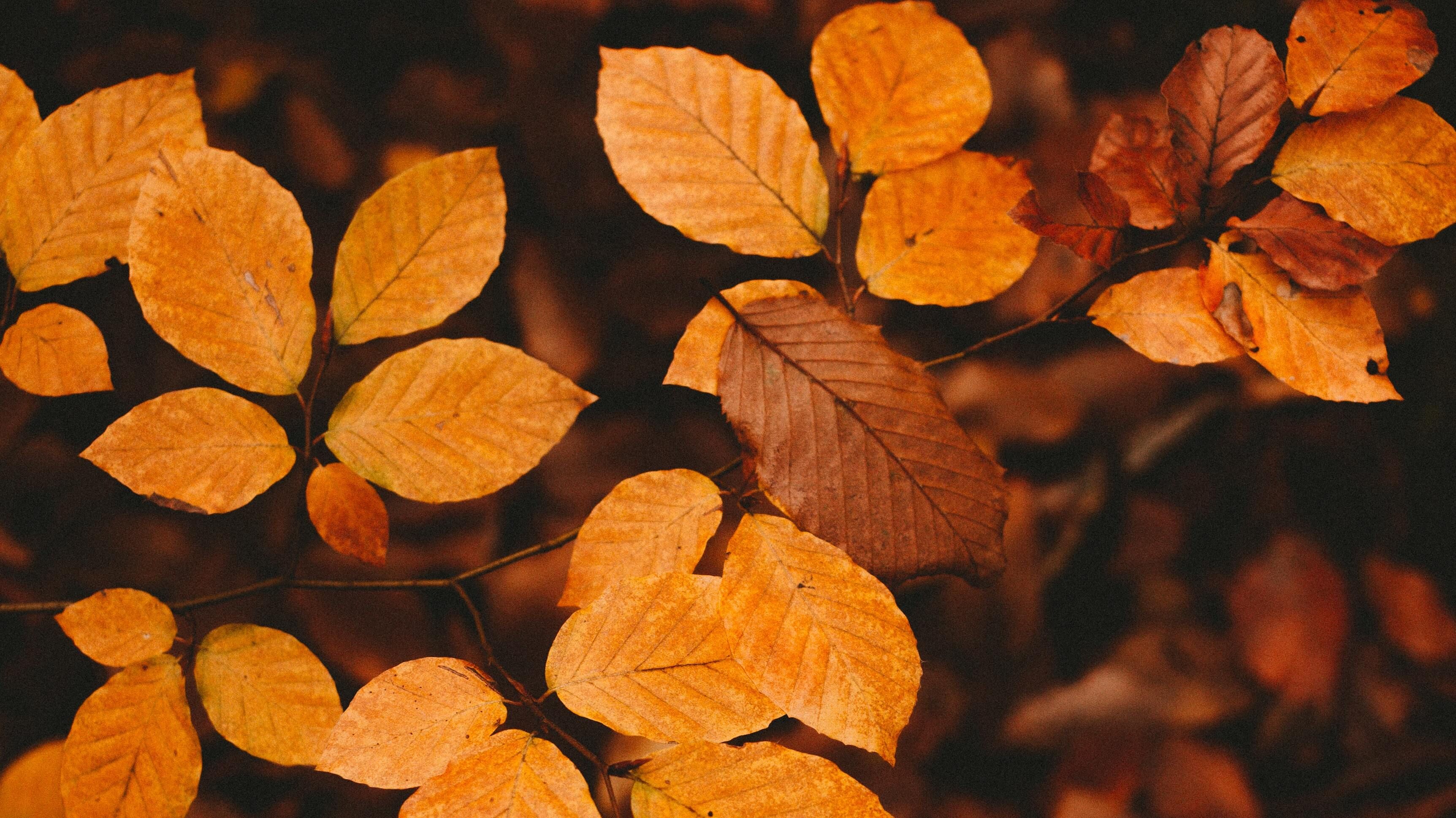 Какой праздник 21 октября Какой праздник 21 октября