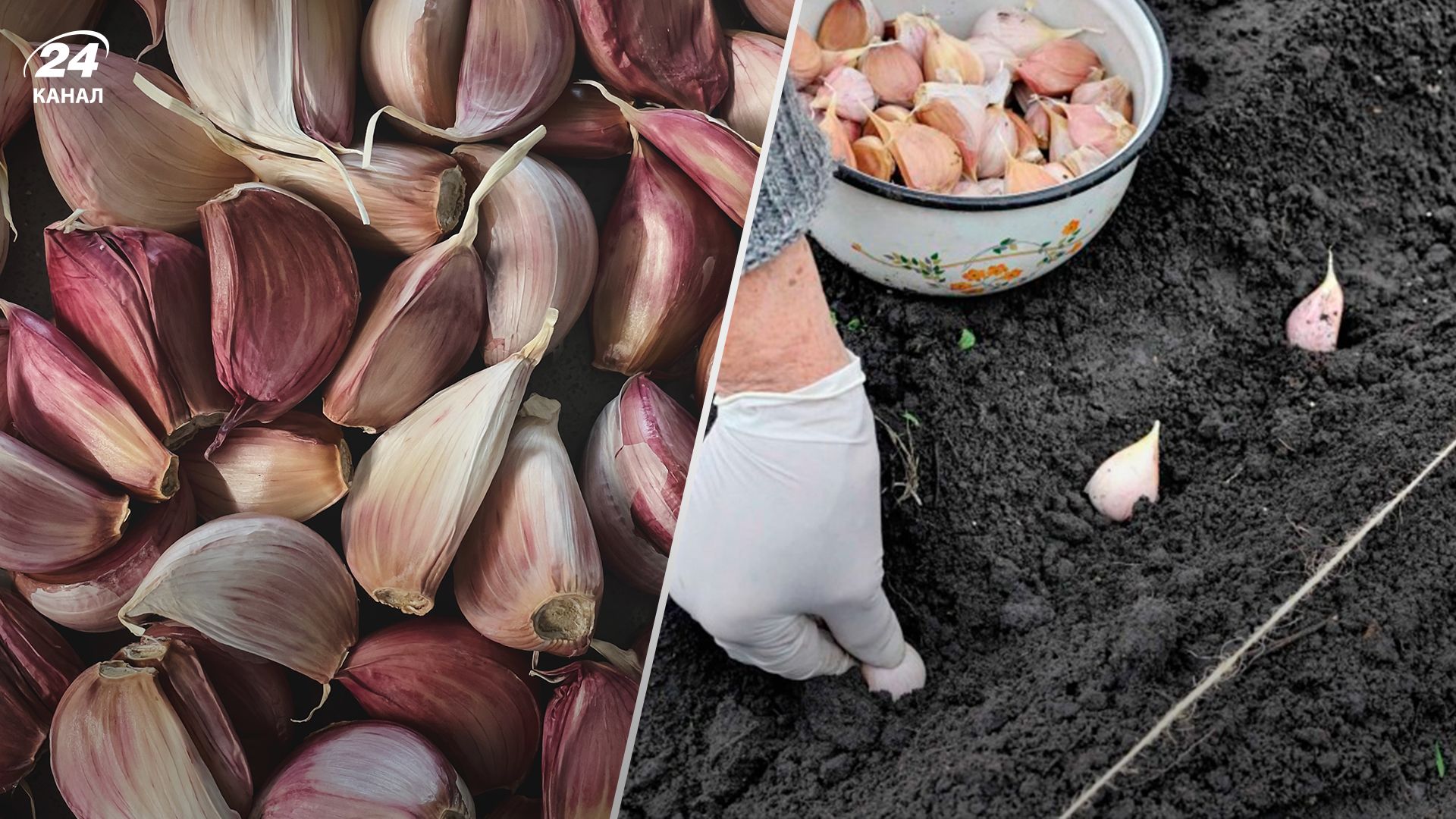 де садити часник - Lifestyle 24 де садити часник - Lifestyle 24