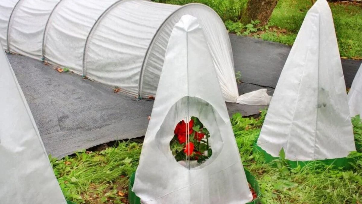 Укриття троянд на зиму Укриття троянд на зиму