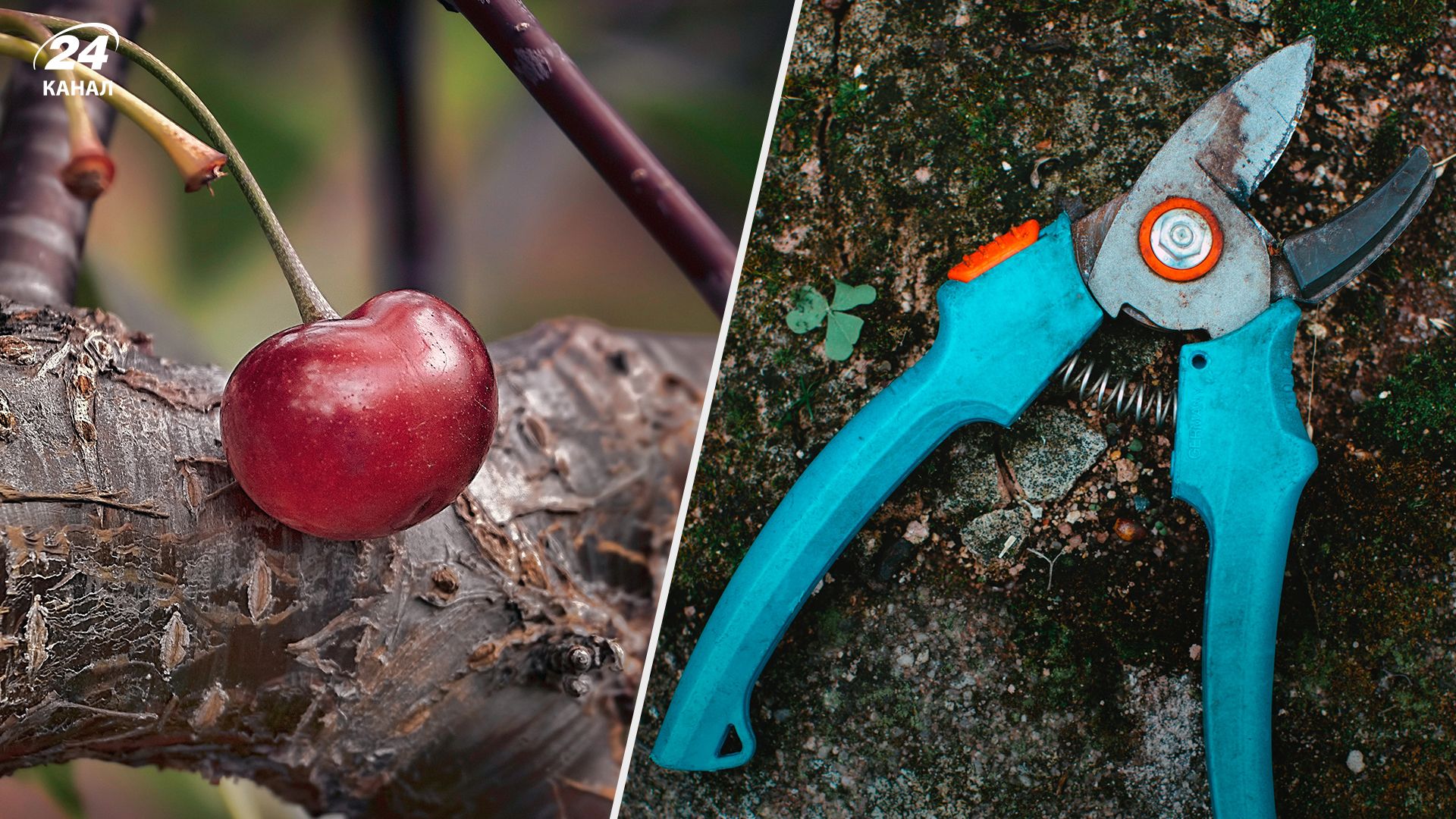 Чи можна обрізати вишню восени - Lifestyle 24 Чи можна обрізати вишню восени - Lifestyle 24