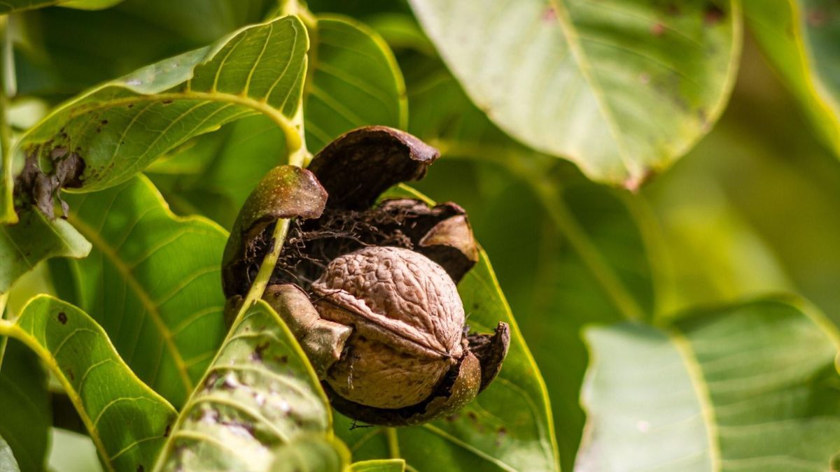 Потемнение грецкого ореха Потемнение грецкого ореха