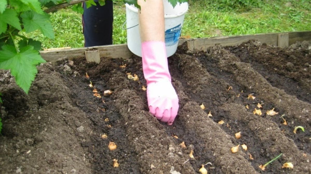 Посадка цибулі на зиму Посадка цибулі на зиму