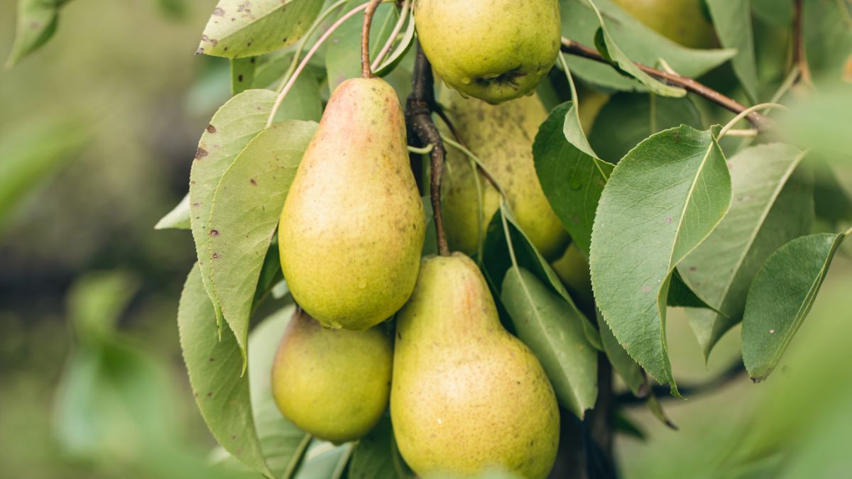 Обрезка груш осенью Обрезка груш осенью