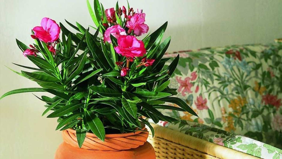 Какие комнатные растения нельзя держать в спальне Какие комнатные растения нельзя держать в спальне