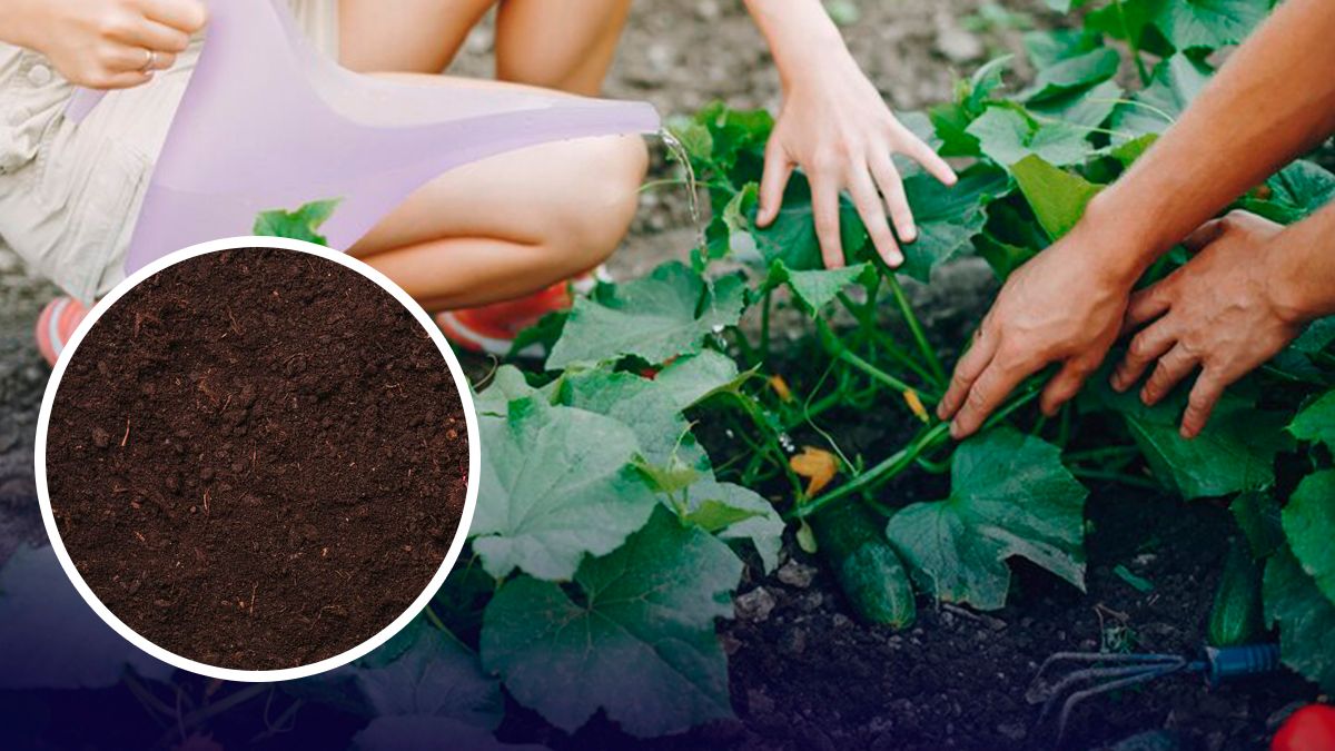 Коли готувати грядки для огірків - Lifestyle 24 Коли готувати грядки для огірків - Lifestyle 24