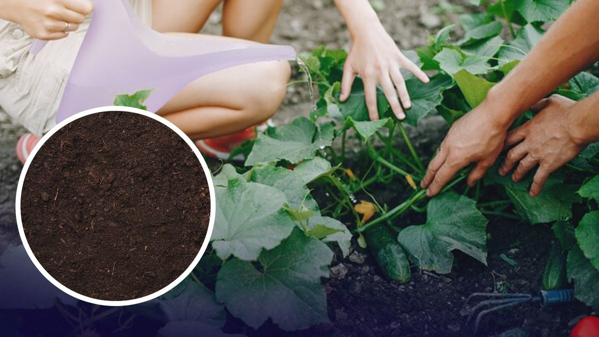 Когда готовить грядки для огурцов - Lifestyle 24 Когда готовить грядки для огурцов - Lifestyle 24