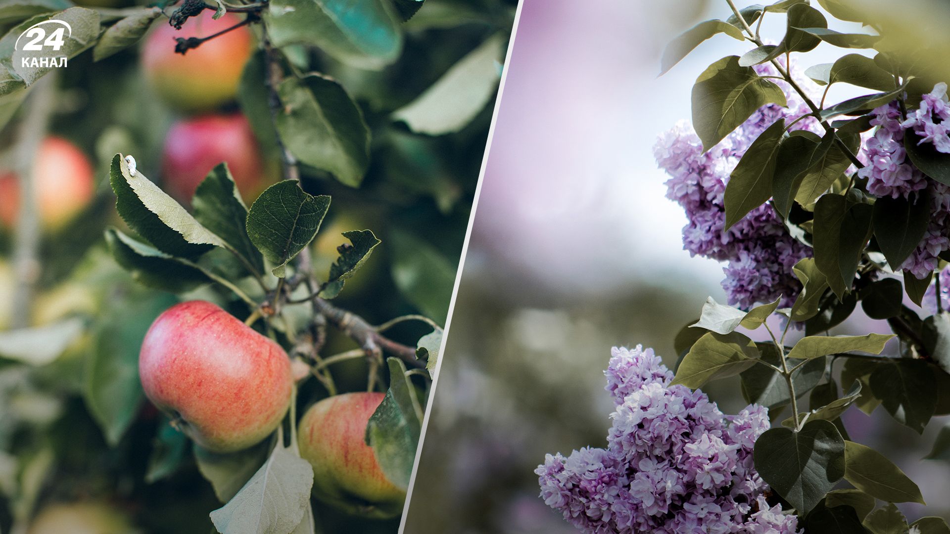 Що не можна садити біля яблуні - Lifestyle 24 Що не можна садити біля яблуні - Lifestyle 24