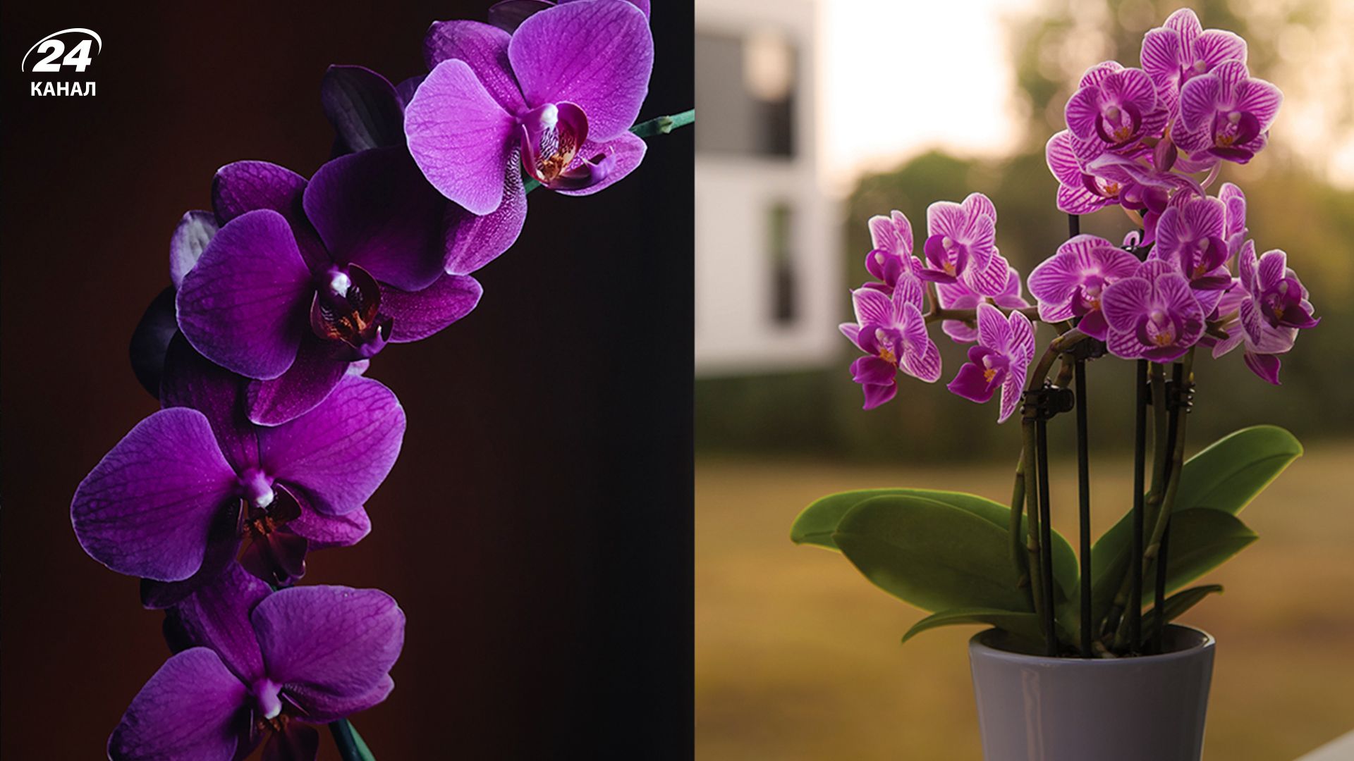 Як приготувати добриво для орхідеї - Lifestyle 24