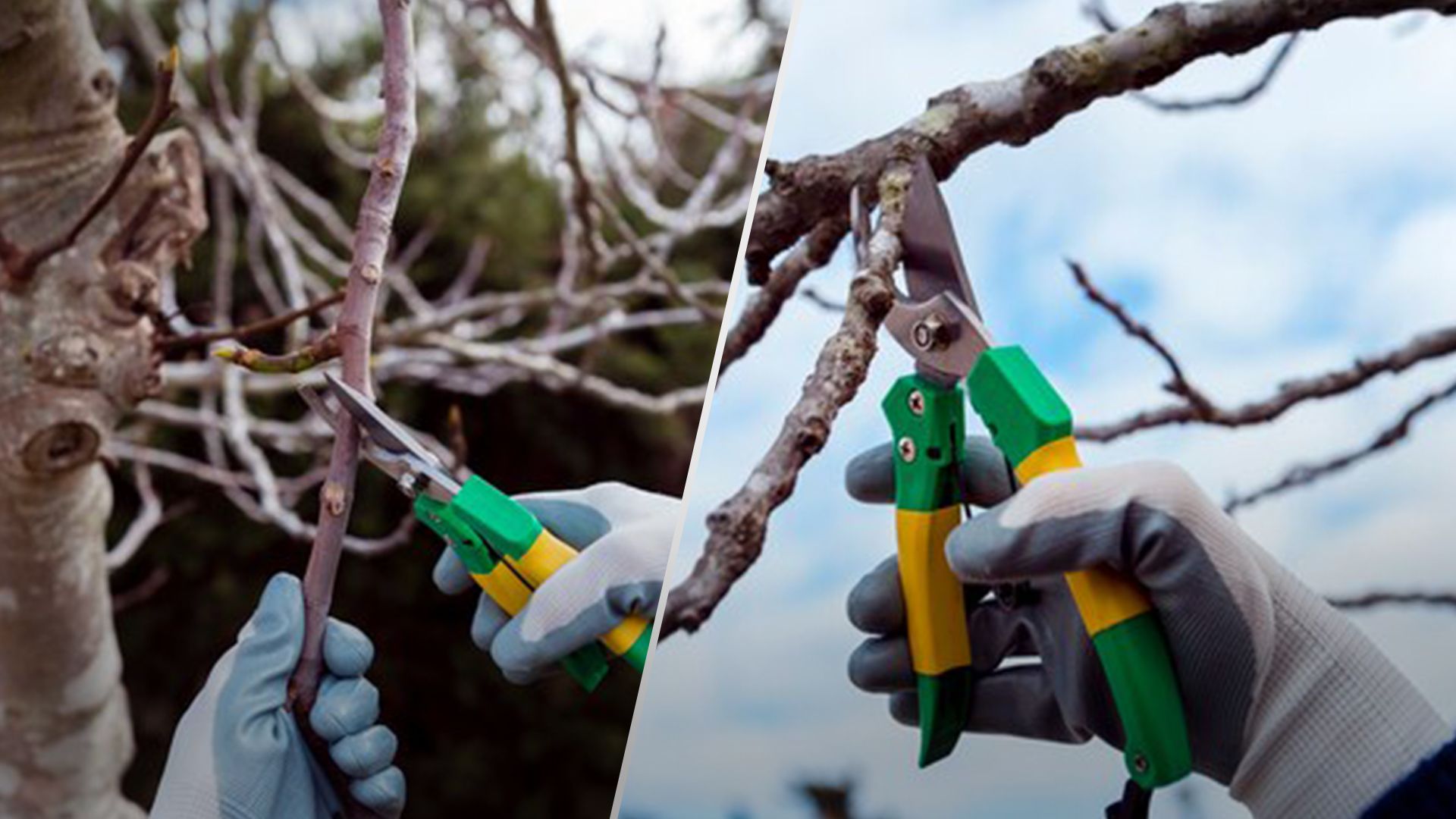 Какие фруктовые деревья нельзя обрезать осенью - Lifestyle 24 Какие фруктовые деревья нельзя обрезать осенью - Lifestyle 24