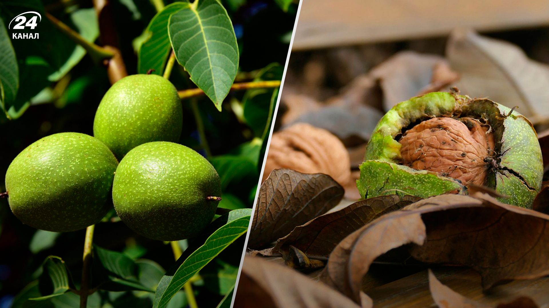 нельзя оставлять ореховые листья на огороде - Lifestyle 24 нельзя оставлять ореховые листья на огороде - Lifestyle 24