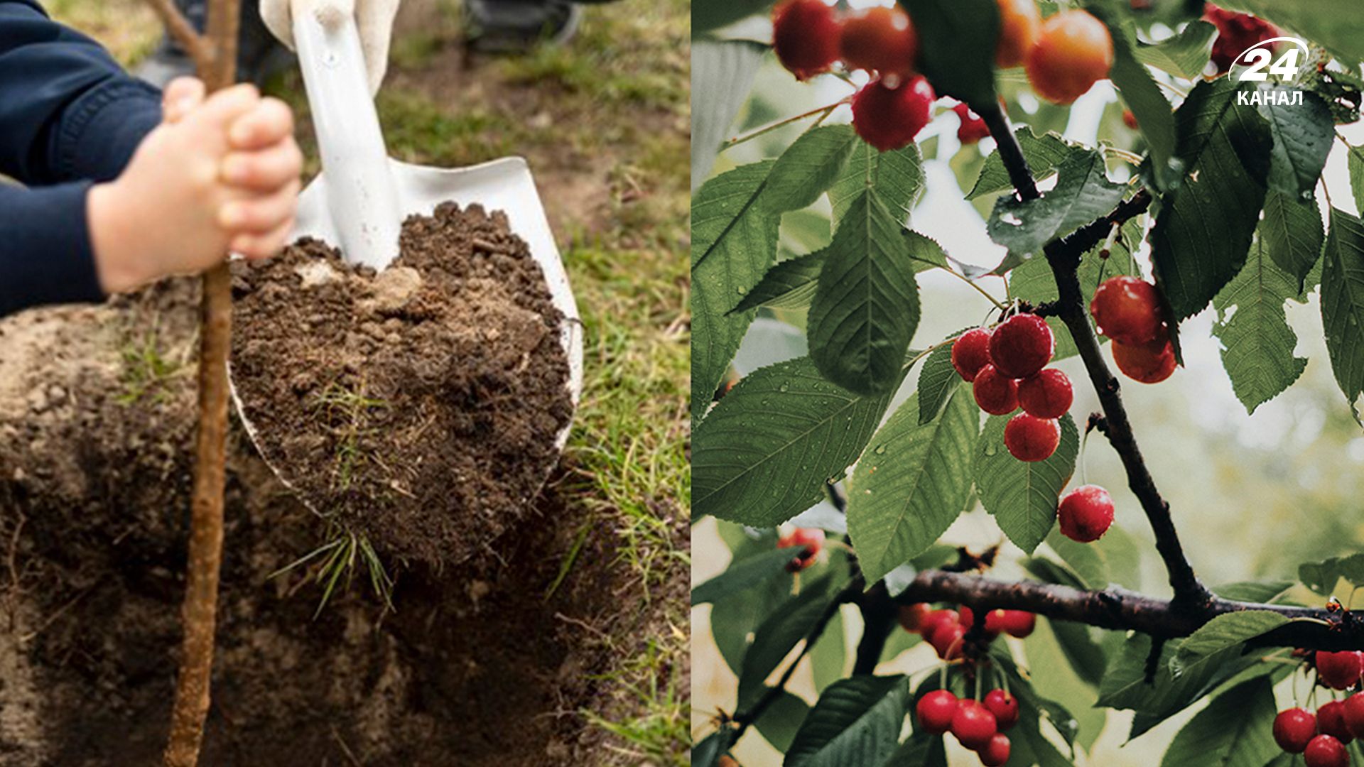 Які фруктові дерева не можна садити восени - Lifestyle 24 Які фруктові дерева не можна садити восени - Lifestyle 24