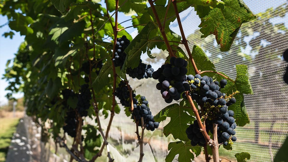 Как правильно укрыть виноград на зиму Как правильно укрыть виноград на зиму