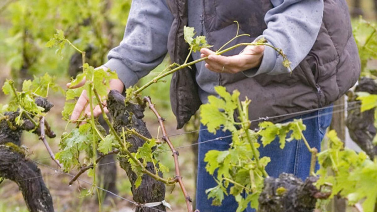 Можно ли обрезать виноград осенью