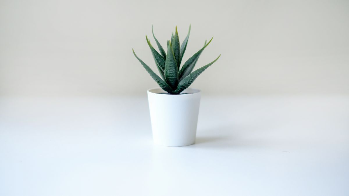 Які кімнатні рослини очищають повітря Які кімнатні рослини очищають повітря