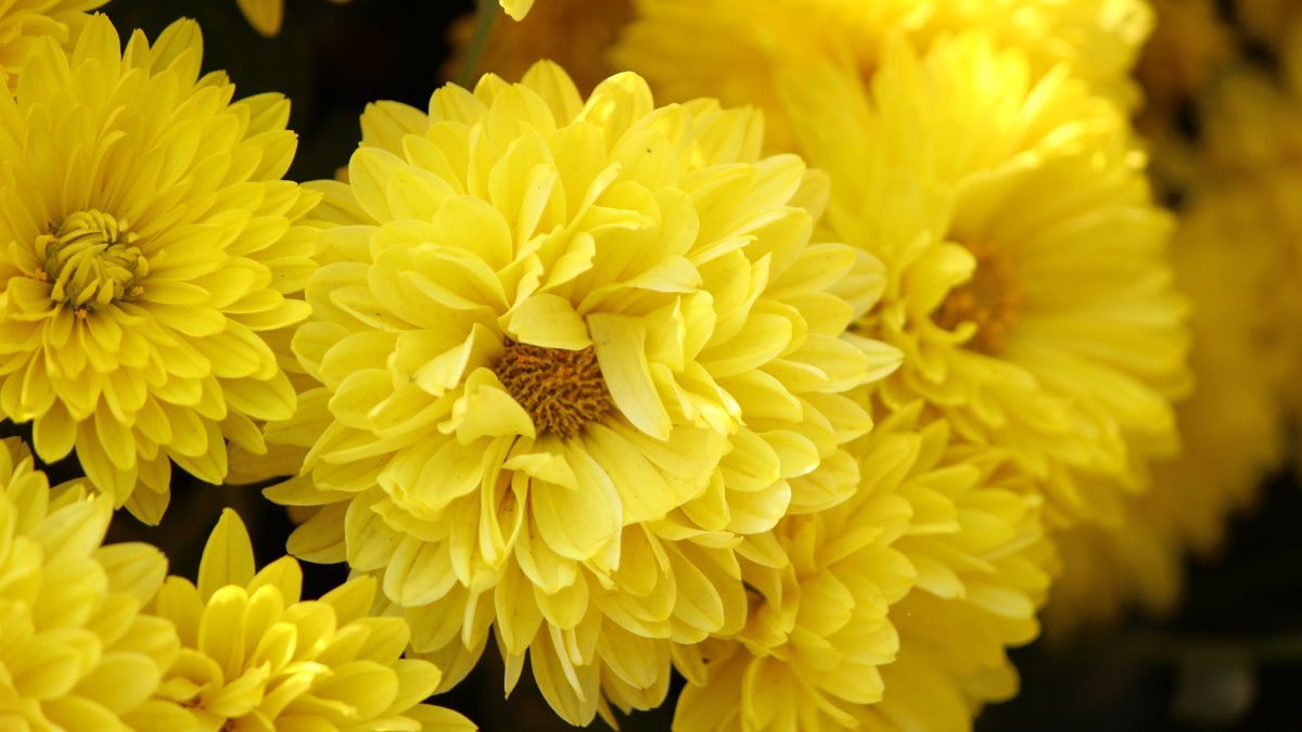 Як врятувати хризантему від попелиці Як врятувати хризантему від попелиці