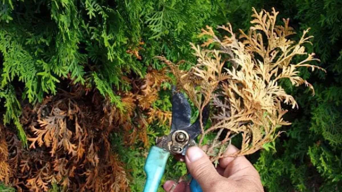 Можно ли обрезать туи осенью Можно ли обрезать туи осенью