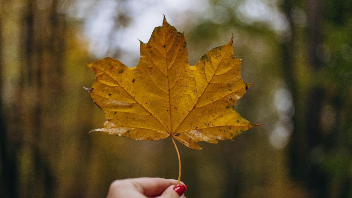 Яке сьогодні свято 3 листопада Яке сьогодні свято 3 листопада
