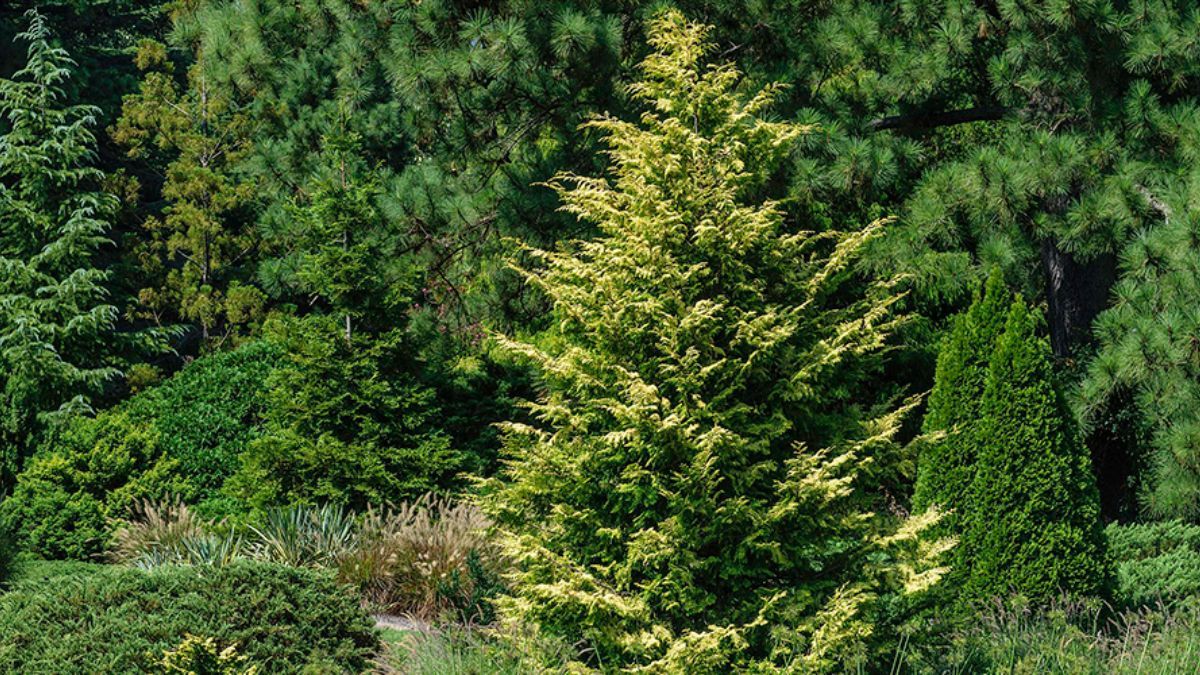 Які рослини треба вкривати на зиму Які рослини треба вкривати на зиму