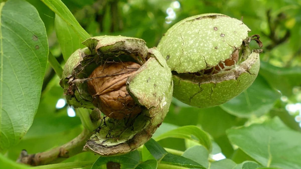 Почему нельзя сажать орех возле дома Почему нельзя сажать орех возле дома