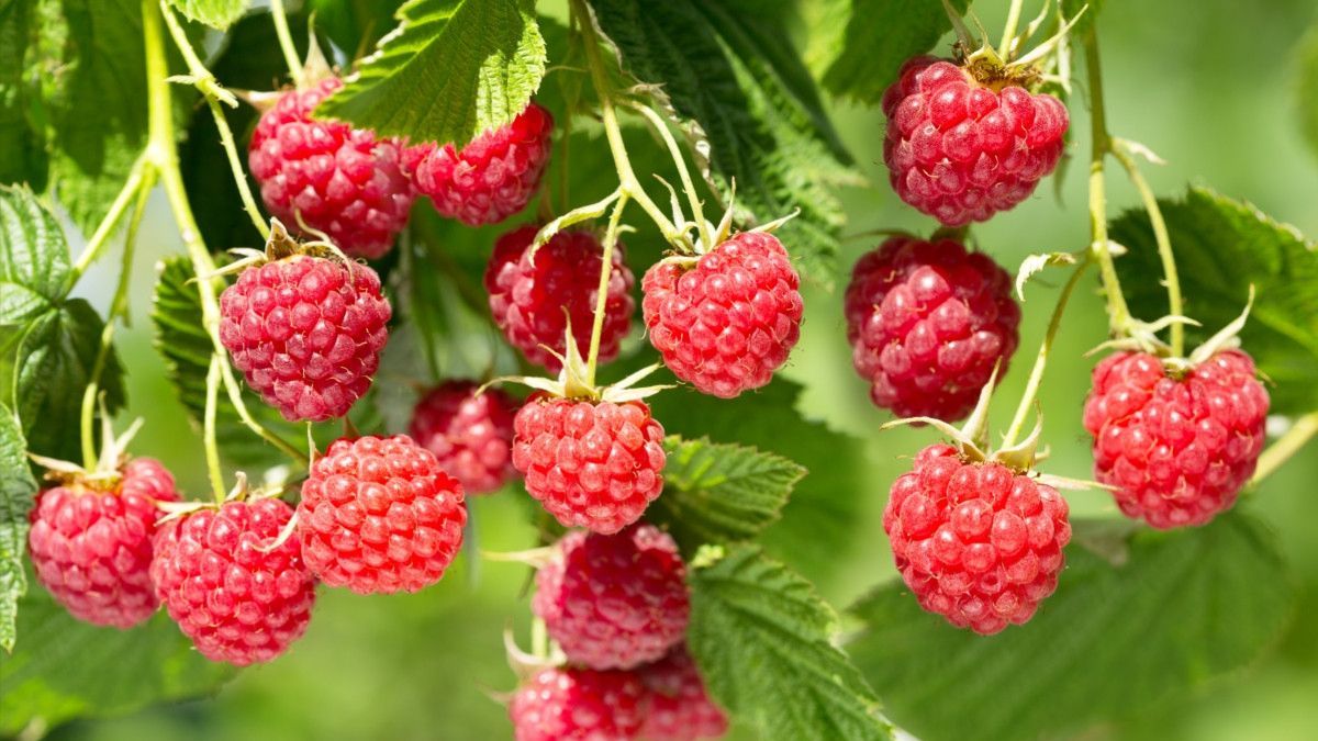 Как подготовить кусты малины к зиме Как подготовить кусты малины к зиме