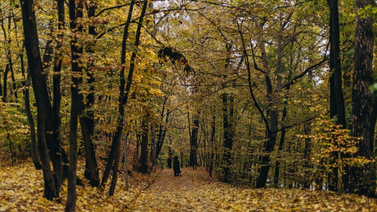5 ноября – какой сегодня праздник 5 ноября – какой сегодня праздник
