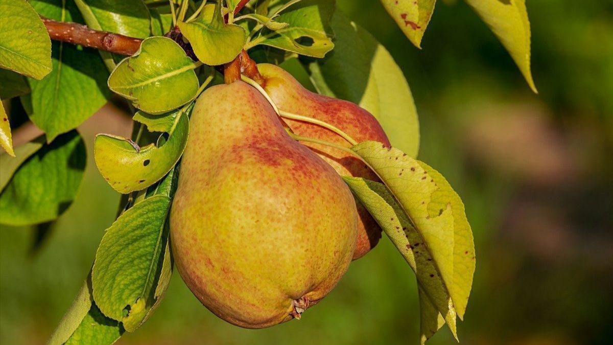 Как правильно обрезать грушу осенью Как правильно обрезать грушу осенью