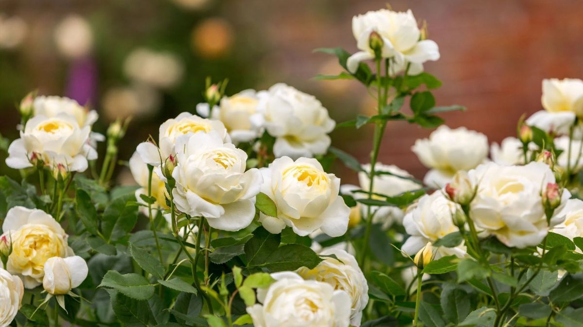 Як правильно обрізати троянди на зиму Як правильно обрізати троянди на зиму