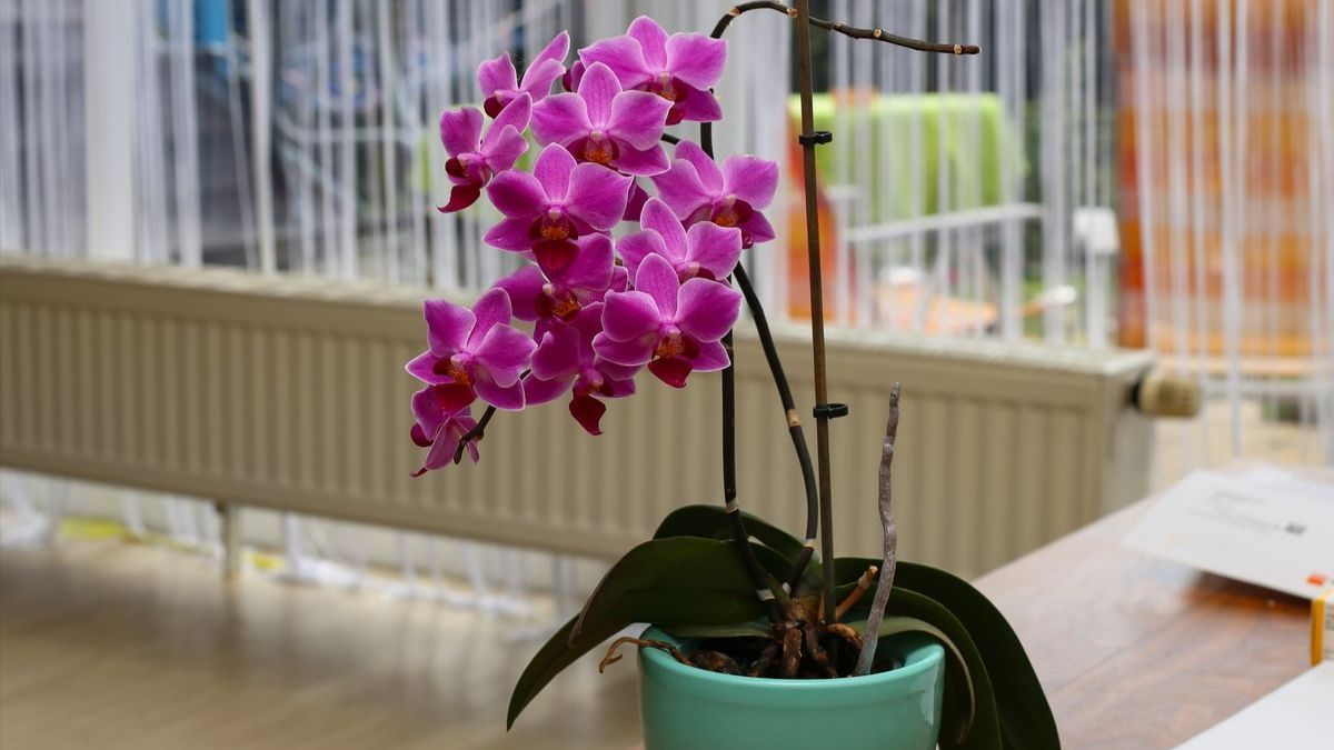 Как правильно поливать орхидеи с наступлением холодов