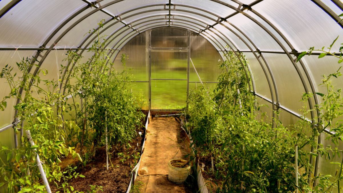 Роботи у парнику восени Роботи у парнику восени