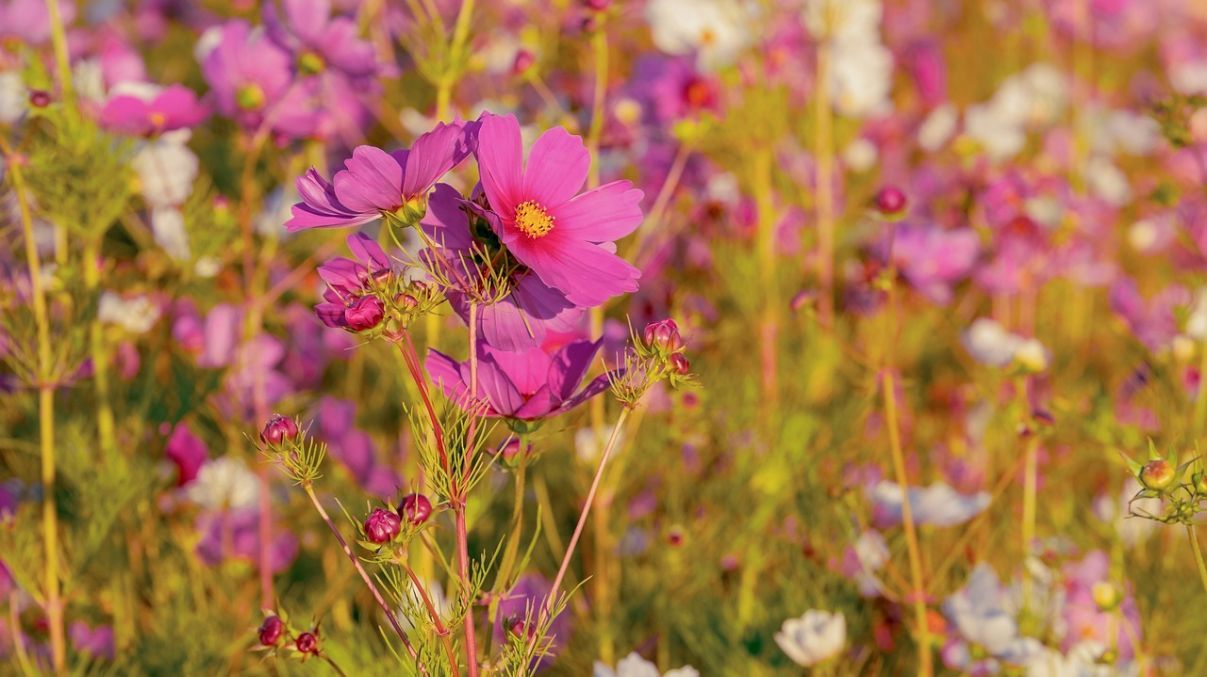 Космея превратит почву в чернозем Космея превратит почву в чернозем