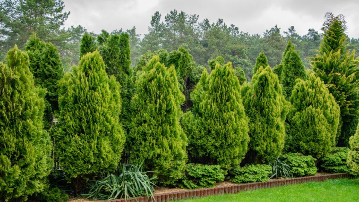 Можно ли сажать туи у дома Можно ли сажать туи у дома