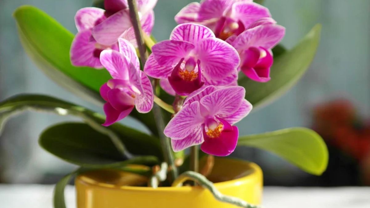 Чому не цвіте орхідея Чому не цвіте орхідея