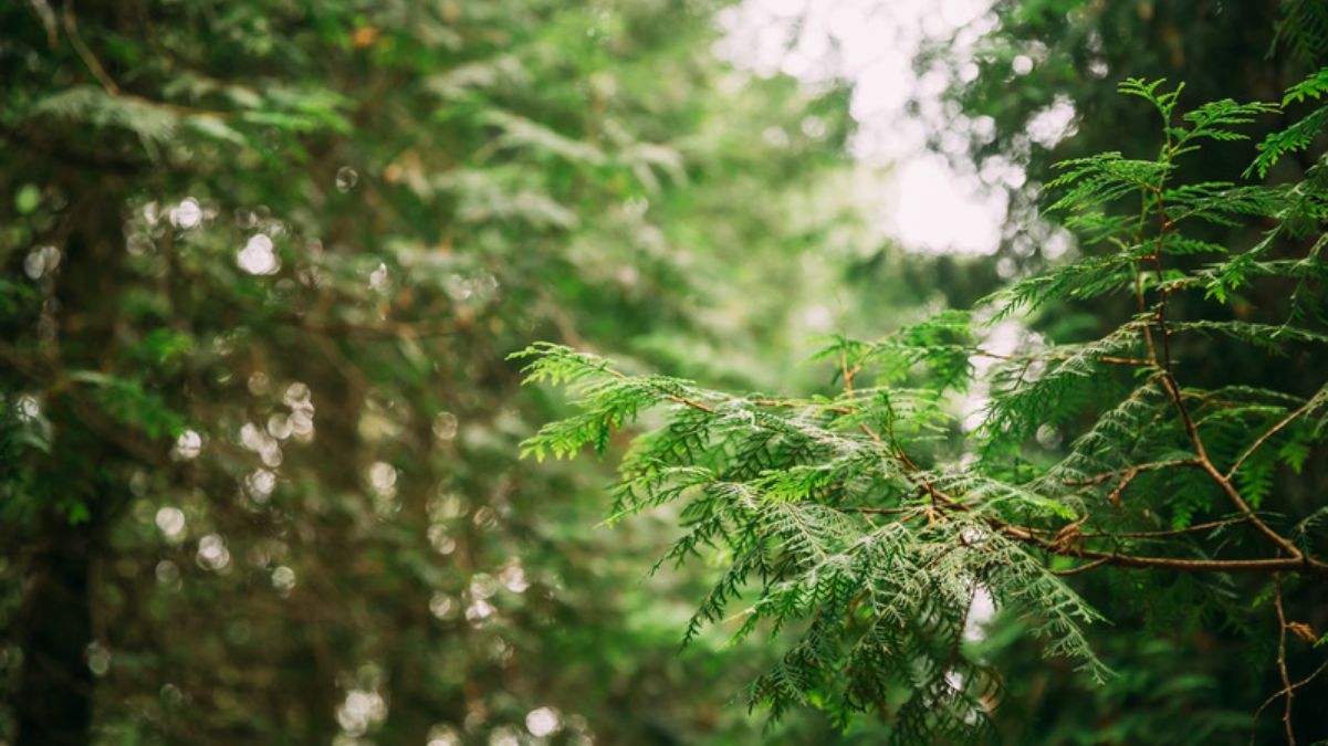 Можно ли сажать туи вдоль забора Можно ли сажать туи вдоль забора