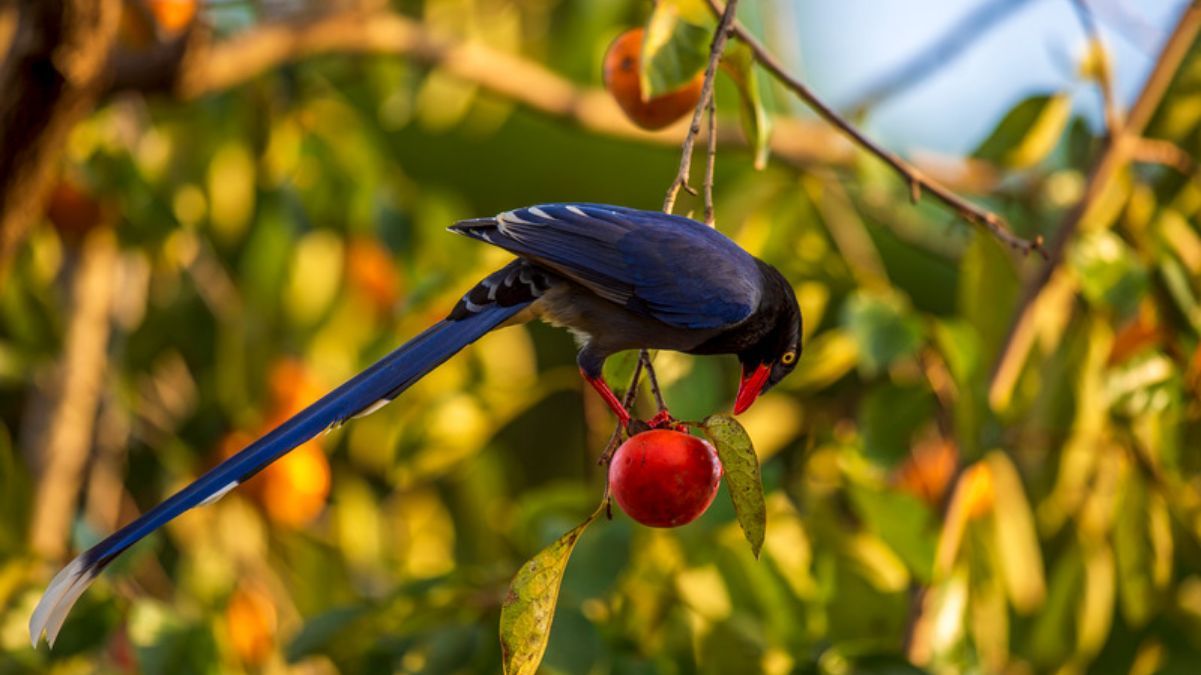 Чи можна обрізати вишню в листопаді Чи можна обрізати вишню в листопаді