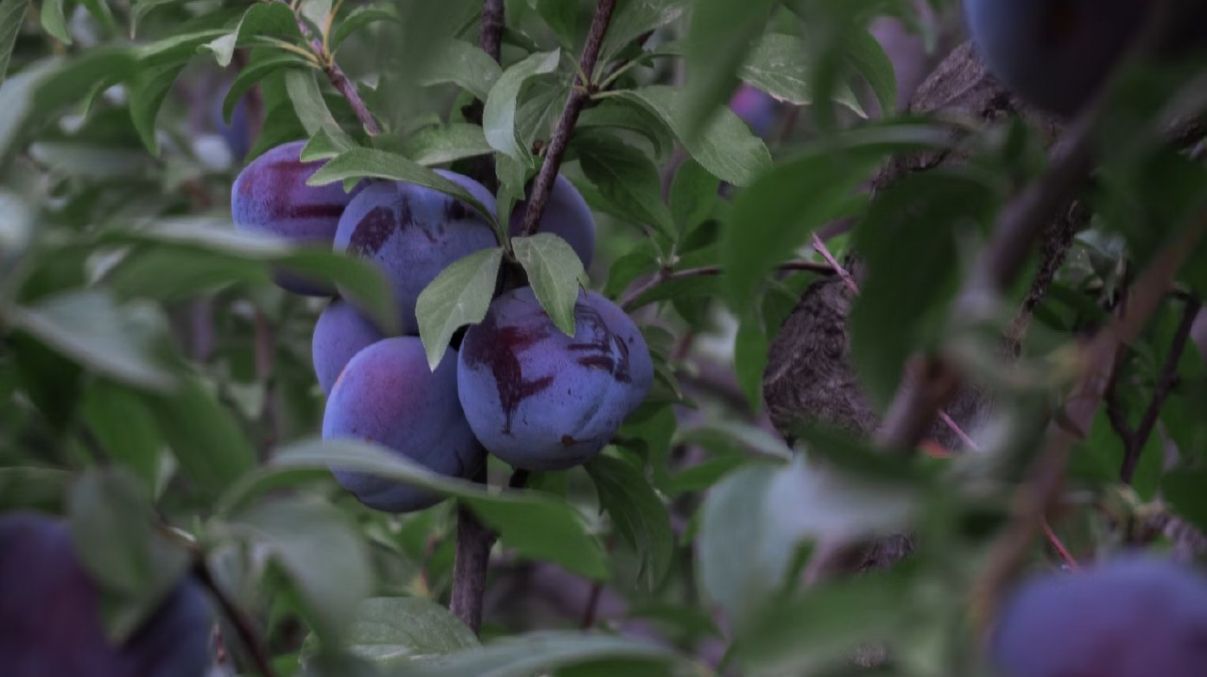 Можно ли обрезать сливы в ноябре Можно ли обрезать сливы в ноябре