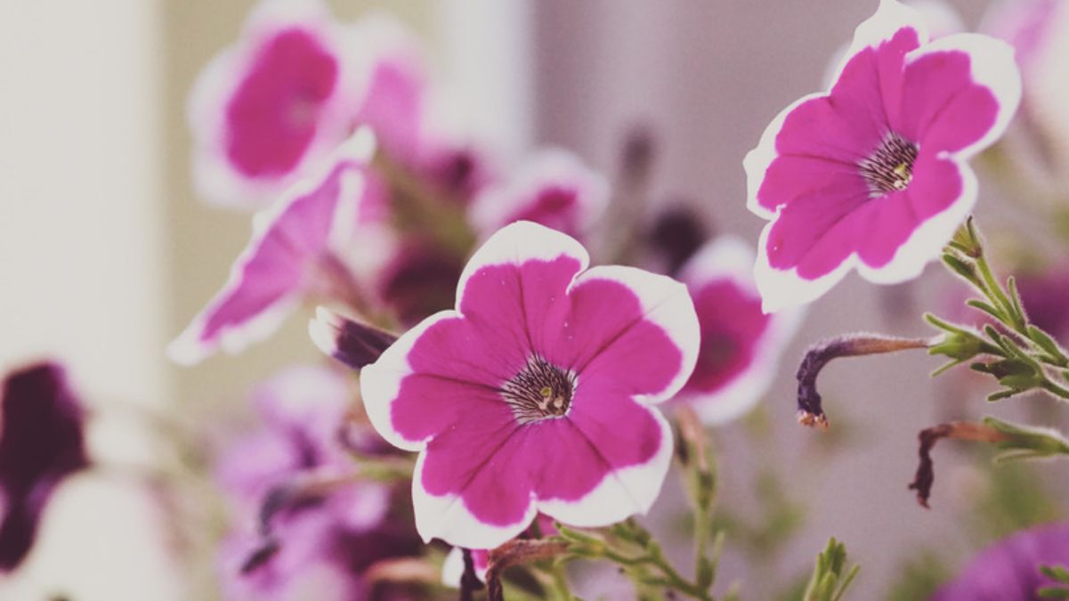 Что делать, чтобы герань цвела Что делать, чтобы герань цвела