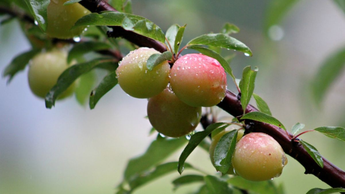 Сливи в листопаді Сливи в листопаді
