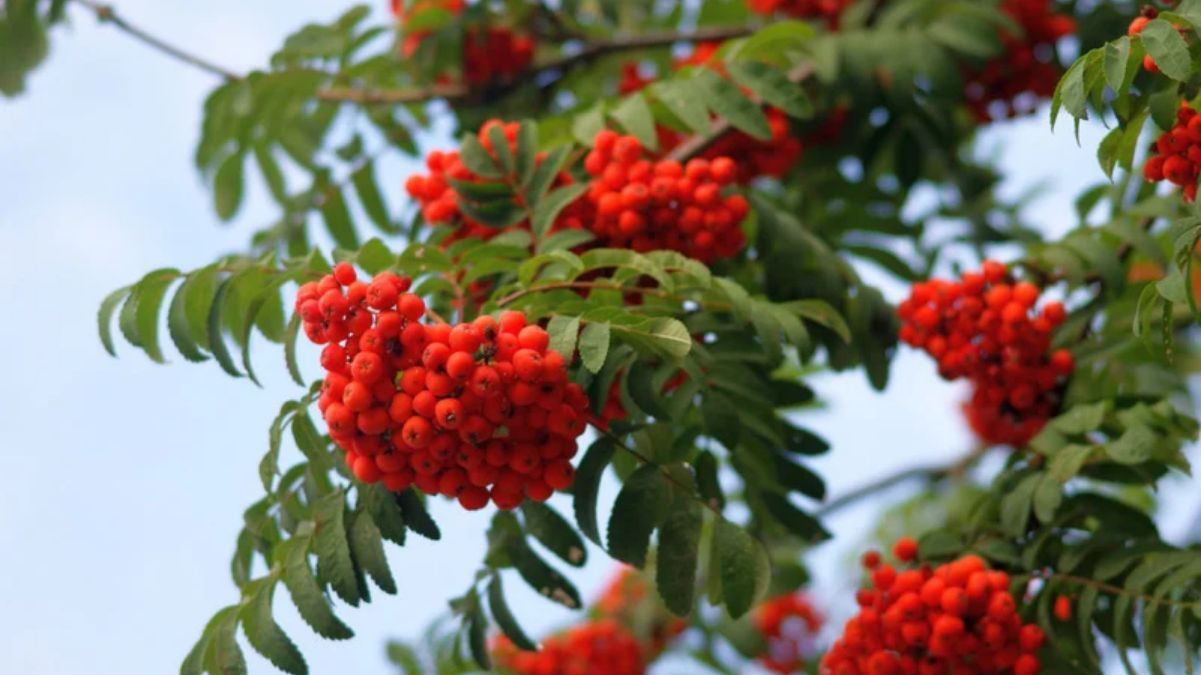 Які дерева приваблюють удачу Які дерева приваблюють удачу