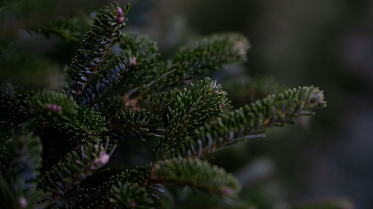 Почему нельзя сажать хвойные деревья возле дома Почему нельзя сажать хвойные деревья возле дома