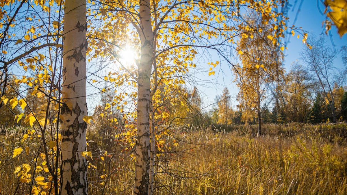 Почему нельзя сажать березу возле дома Почему нельзя сажать березу возле дома
