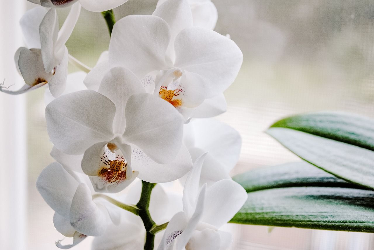 Как спасти поврежденную орхидею